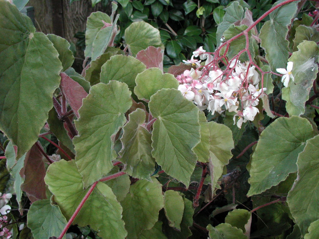 B. ‘John Tapia’